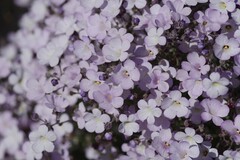 Jamesbrittenia ramosissima