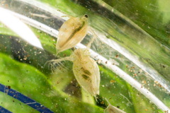 Daphnia