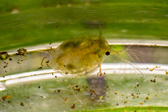 Daphnia