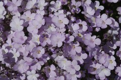 Jamesbrittenia ramosissima