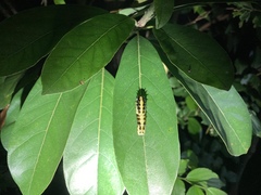 Papilio clytia