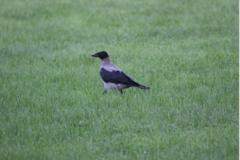Corvus cornix