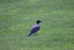 Corvus cornix