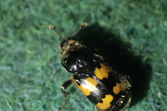 Nicrophorus vespillo