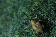 Curculio glandium