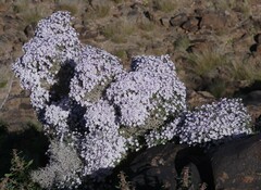 Jamesbrittenia ramosissima