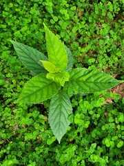 Maesa perlaria formosana