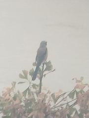 Lanius schach schach