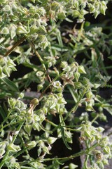 Trichodesma africanum