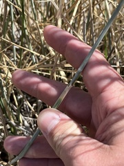 Thinopyrum intermedium