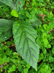 Maesa perlaria formosana