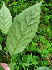 Maesa perlaria formosana