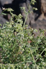 Trichodesma africanum