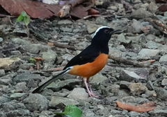 Copsychus stricklandii stricklandii