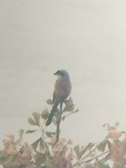 Lanius schach schach