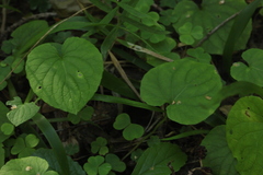 Viola epipsila