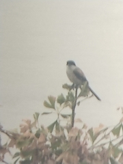 Lanius schach schach