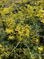 Patrinia scabiosifolia