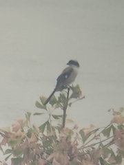 Lanius schach schach