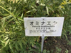 Patrinia scabiosifolia