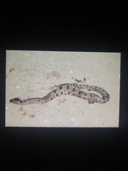 Sistrurus miliarius streckeri