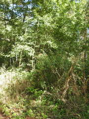 Heracleum sphondylium