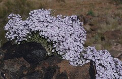 Jamesbrittenia ramosissima