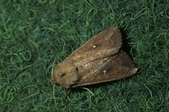 Mythimna albipuncta