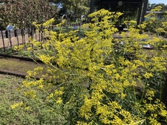 Patrinia scabiosifolia