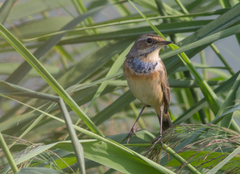 Luscinia svecica