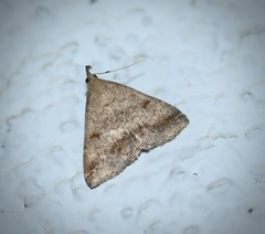 Tetanolita palligera