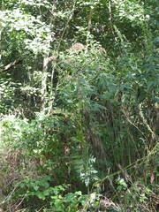 Heracleum sphondylium