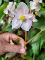 Begonia palmata