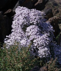 Jamesbrittenia ramosissima