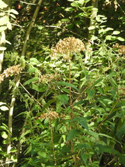 Heracleum sphondylium