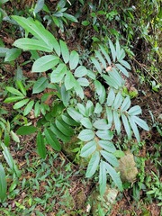Millettia pachycarpa