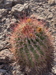 Ferocactus peninsulae