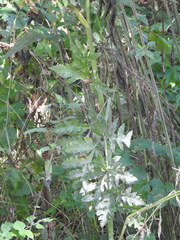 Heracleum sphondylium