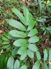 Millettia pachycarpa