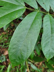 Millettia pachycarpa