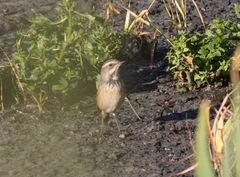 Luscinia svecica