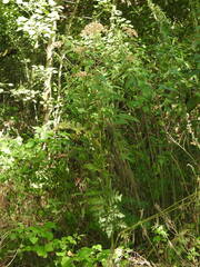 Heracleum sphondylium