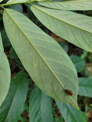 Millettia pachycarpa