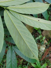 Millettia pachycarpa