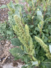 Amaranthus retroflexus