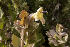 Image of Dinteracanthus asper