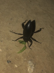 Eleodes armata