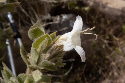 Dinteracanthus image