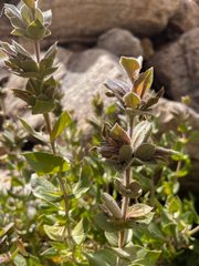 Dinteracanthus asper image