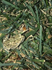 Anaxyrus boreas halophilus